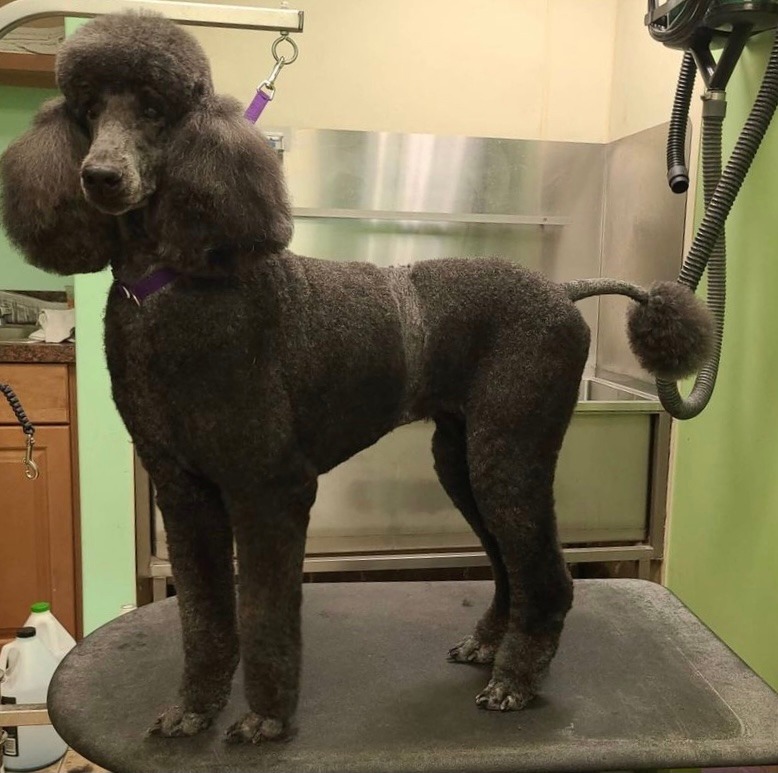 Grooming - River Road Animal Hospital, Veterinarian in Niskayuna, NY