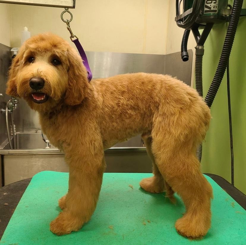 Grooming - River Road Animal Hospital, Veterinarian in Niskayuna, NY