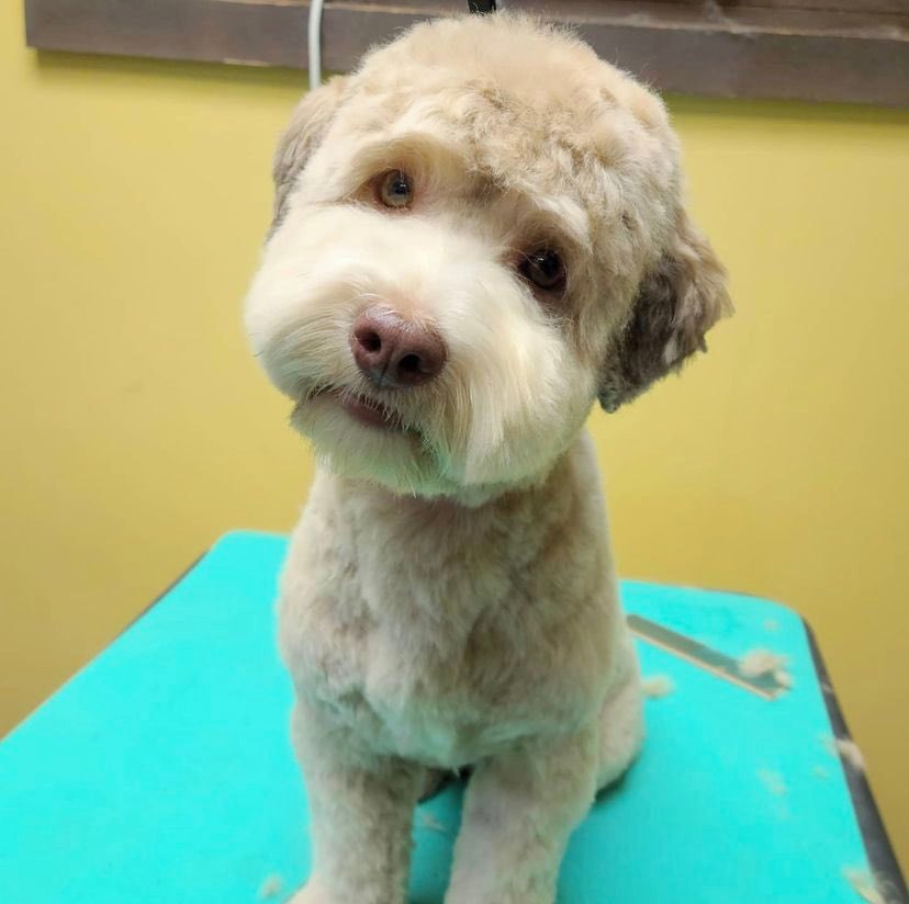 Grooming - River Road Animal Hospital, Veterinarian in Niskayuna, NY