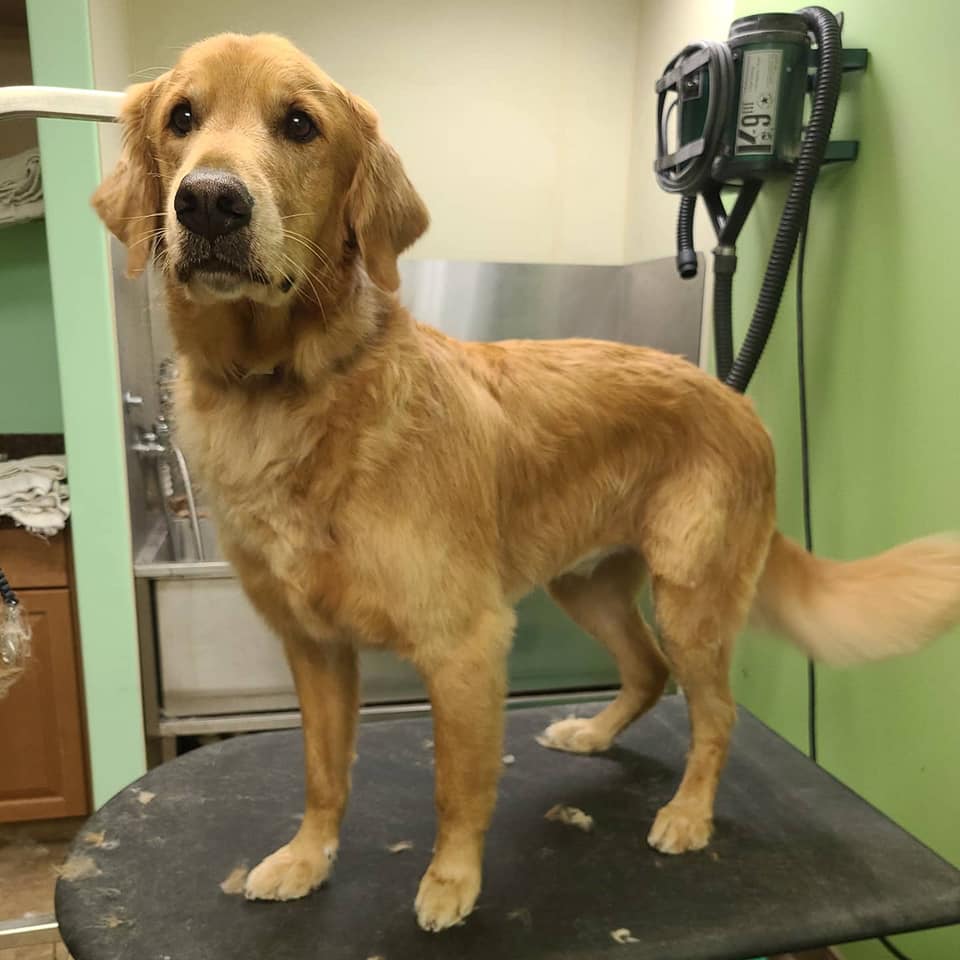 Grooming - River Road Animal Hospital, Veterinarian in Niskayuna, NY