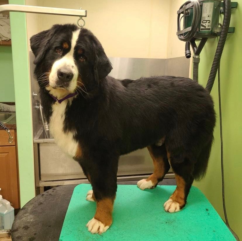 Grooming - River Road Animal Hospital, Veterinarian in Niskayuna, NY